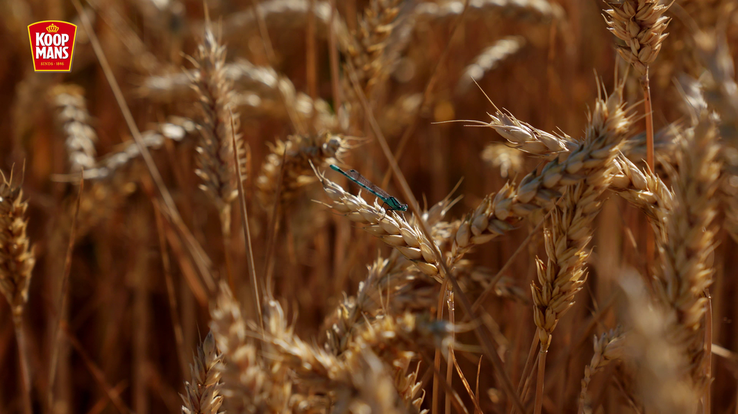 Graan van Hier - Koopmans.com